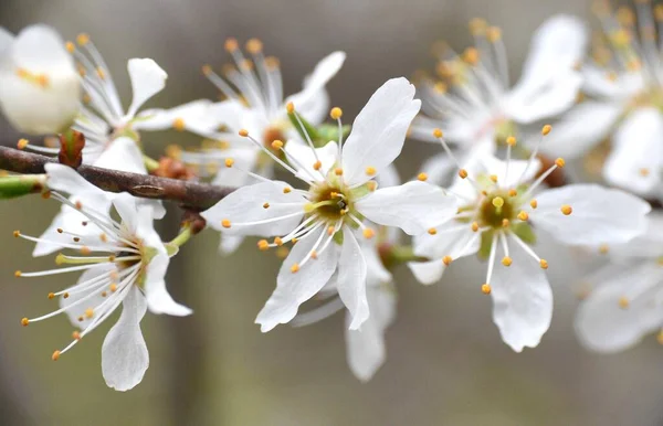 Detalhe Macro Flores Cereja Dia Nublado Primavera Rioja Espanha — Fotografia de Stock