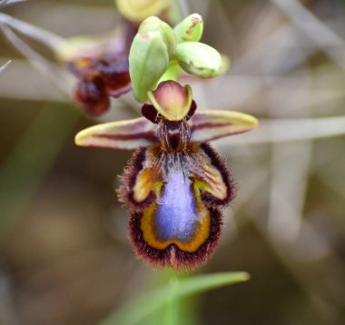Venüs Ayna Orkidesi (Ophrys speculum). Munilla, La Rioja, İspanya 'da ekilmemiş çayırlarda yer almaktadır..
