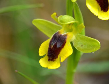 Sarı Arı Orkidesi (Ophrys lutea). Munilla, La Rioja, İspanya 'da bahar çiçekleri.