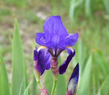 Sıradan Lily 'nin Mor Çiçeği (Iris Germanica). Güneşli toprak sette vahşi zambaklar, Munilla, La Rioja, İspanya.