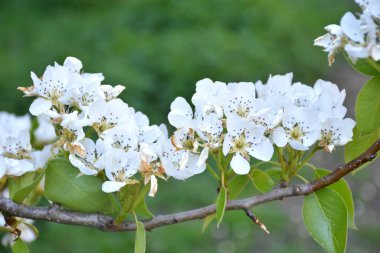 Armut çiçekleriyle dolu bir dal (Pyrus calleryana). Munilla 'da güneşli bir gün, La Rioja, İspanya.