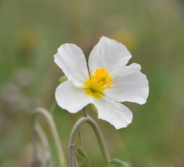 Helianthemum Appenninum Beyaz Çiçek Terk Edilmiş Çiftlik Arazilerinde Makro Fotoğraf — Stok fotoğraf