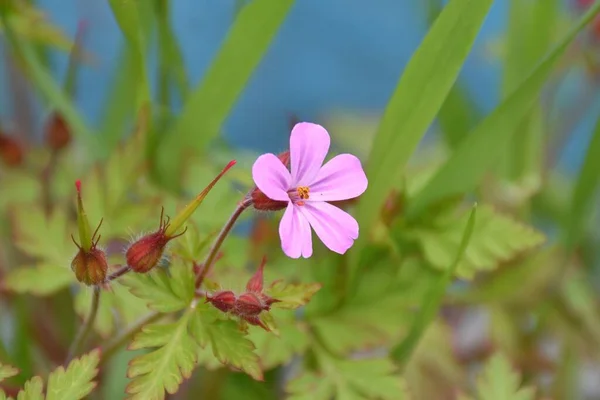 Rosa Und Violette Blüte Von Geranium Robertianum Pflanze Rande Eines — Stockfoto