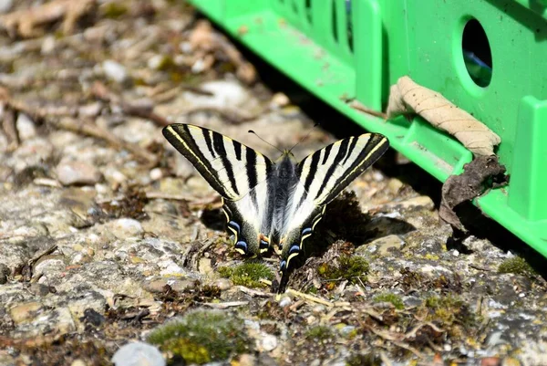 Butterfly Iphiclides Podalirius Una Especie Lepidoptera Ditrisio Familia Papilionidae Ampliamente — Foto de Stock