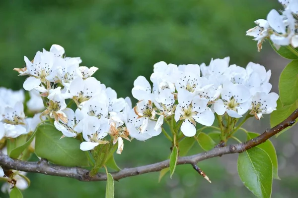 Filial Full Päronblommor Pyrus Calleryana Solig Dag Munilla Rioja Spanien — Stockfoto