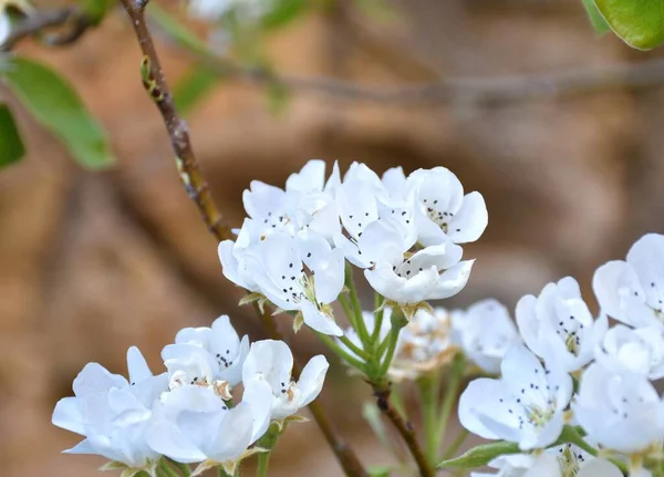 Vita Blommor Päronträd Pyrus Calleryana Odlat Fruktträd Som Blommar Våren — Stockfoto