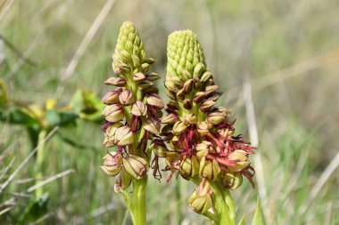 Asılan adam orkidesi (Orchis anthropophora). İnsan bedeni şeklinde çiçekler var. Munilla, La Rioja, İspanya 'da yer alır..