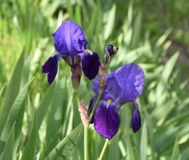 Sıradan Lily Iris Germanica çiçekleri. Munilla, La Rioja, İspanya 'daki dağın eteklerinde yer alır.. 