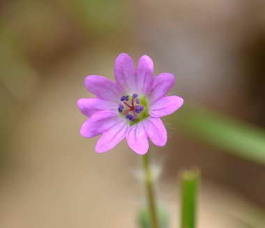 Yollardaki Geranium 'un (Geranium Molle) Macro detayı. Sivri yapraklı pembe mor çiçekler. Munilla, La Rioja, İspanya 'da yer alır..