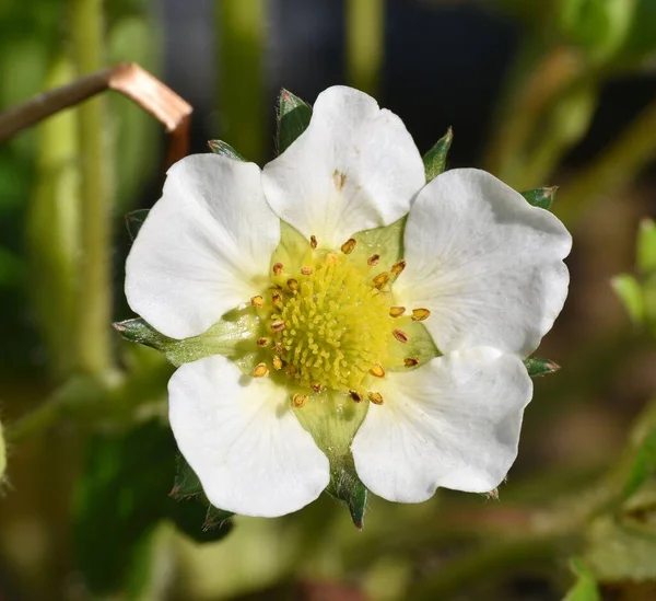 Flor Morango Comum Fragaria Vesca Plantando Jardim Uma Área Ensolarada — Fotografia de Stock