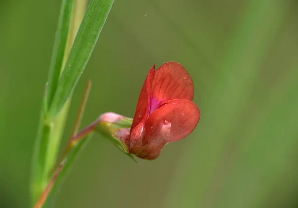 Red Flower Lathyrus Sphaericus Plant Located Next Forest Track Munilla — Stock Photo, Image