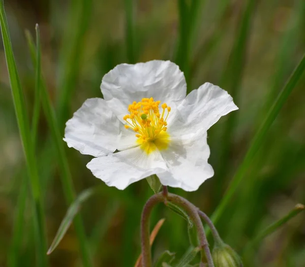 Helianthemum Appenninum Çiçeğinin Makro Ayrıntıları Munilla Rioja Spanya Daki Eski — Stok fotoğraf