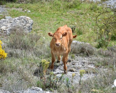 Buzağı sadece birkaç günlük kameraya bakıyor. Dağlarda güneşli bir gün, Enciso 'da ilkbahar.