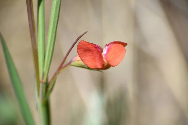 Vista Lateral Flor Roja Lathyrus Sphaericus Día Soleado Prado Montaña — Foto de Stock