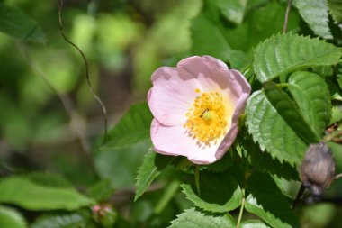Rosa canina flower, white and rosacea color. Sunny spring day in the mountains.