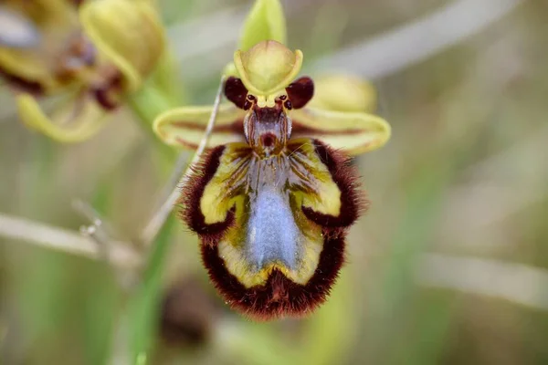 Venus Mirror Orchid Flower Ophrys Speculum Macro Detail Its Spectacular — Fotografia de Stock