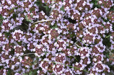 Genel kekik (Thymus vulgaris) çiçek arkaplanı. Bahar mevsiminde dağ, Munilla, La Rioja, İspanya.
