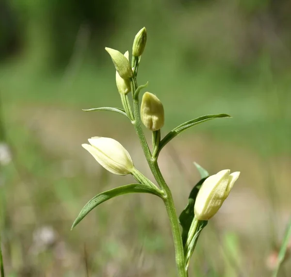 Cephalanthera Damasonium Orchid Campo Grama Dia Sol Longo Das Margens — Fotografia de Stock