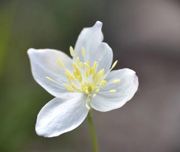 Thalictrum Tüberosum Beyaz Çiçeği Güneşli Bir Günde Kırsal Bir Yolun — Stok fotoğraf