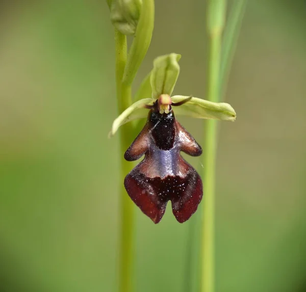 Flor Orquídea Mosca Ophrys Insectifera Situado Una Antigua Carretera Rural — Foto de Stock