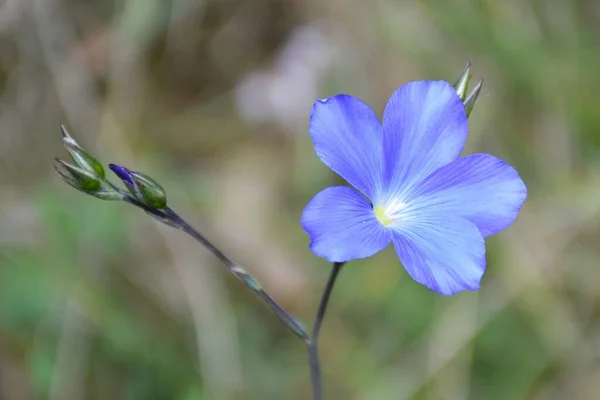 Linum Narbonense Niebieski Kwiat Słoneczny Dzień Samotny Zakład Obszarach Górskich — Zdjęcie stockowe