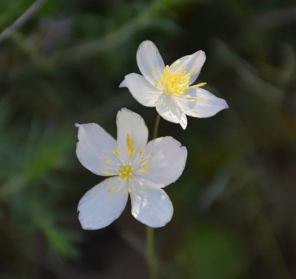 Thalictrum Vereminin Beyaz Çiçekleri Cidacos Vadisi Dağlarında Güneşli Bir Gün — Stok fotoğraf