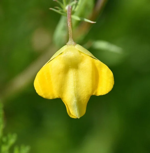 Žlutá Květy Hypecoum Imberbe Zavřenými Okvětními Lístky Louka Řeky Cidacos — Stock fotografie