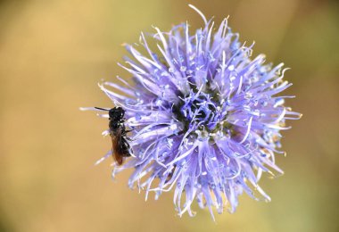 Kara arı Globularia vulgaris çiçeğinin üzerine tünemiş. Güneşli bir bahar gününde canlı mavi çiçek.