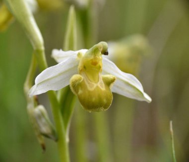 Arı Orkide çiçeği (Ophrys apifera klorantha). İspanya 'nın La Rioja kentindeki eski tarım teraslarında..