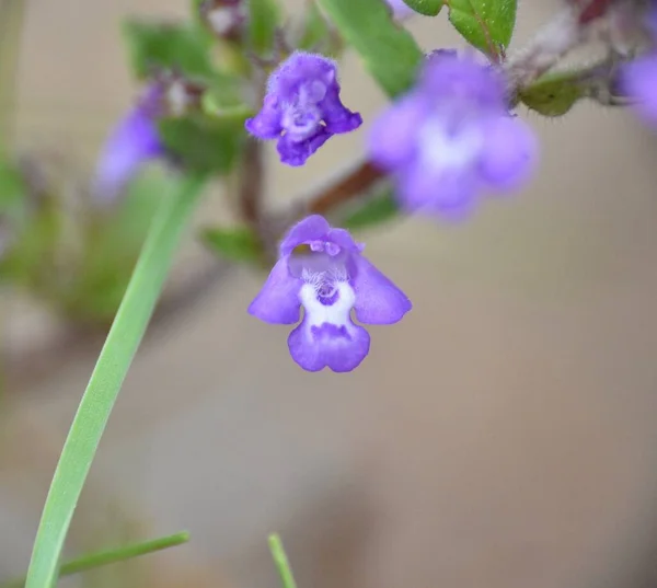 Fiore Viola Bianco Basilico Minore Acinos Arvensis Situato Una Pineta — Foto Stock