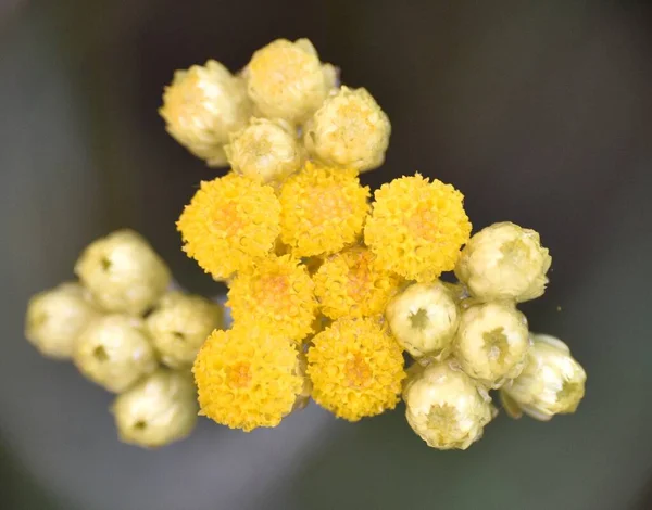 Roślina Helichrysum Stoechas Kwiatach Żółte Kwitnienie Położony Drodze Krajowej — Zdjęcie stockowe