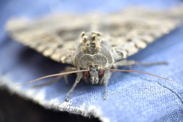 Macro Detail Head Mormo Maura Moth Noctuidae Family Situado Antiguo — Foto de Stock