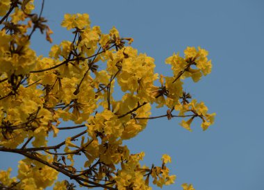 Cüce Altın Trompet çiçek Tayland, Tayland