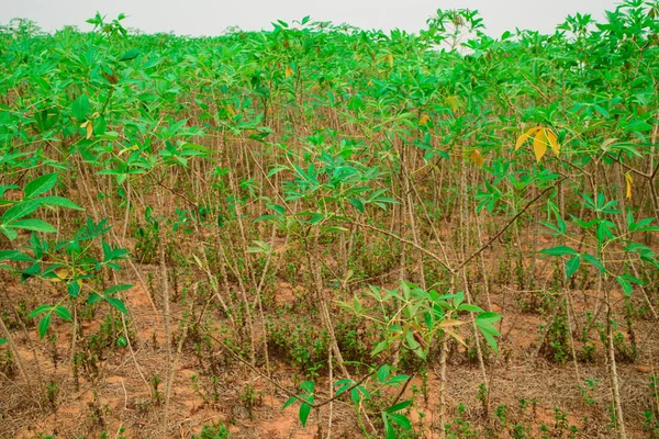 Foglie di pianta di manioca. Cassava è la terza più grande fonte di — Foto Stock