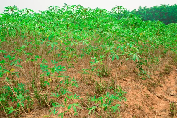 Foglie di pianta di manioca. Cassava è la terza più grande fonte di — Foto Stock