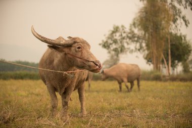 Buffalo alanın üzerine yürüyerek evine geri gün batımı ile.