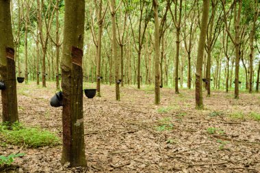 Kauçuk ağacı plantasyon içinde kuzeyinde Tayland.
