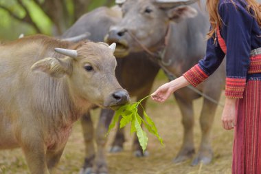 Tay buffalo Bayan el izinden grupta yemek..