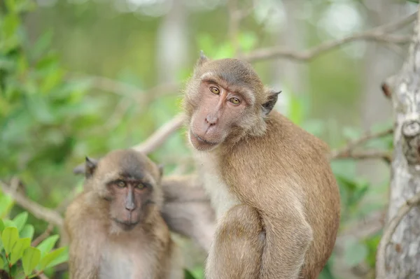 Monkey on the tree — Stock Photo, Image