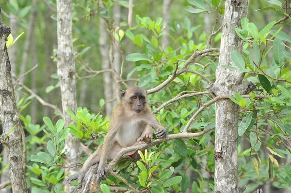 Monkeys in forest — Stock Photo, Image