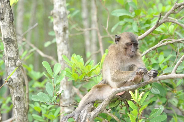Monkeys in forest — Stock Photo, Image