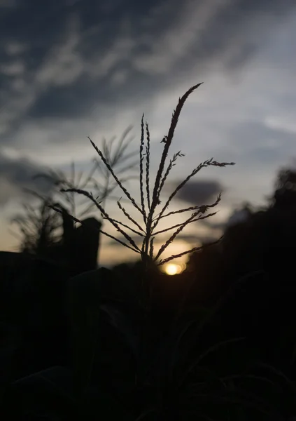 황혼에 옥수수 밭의 실루엣 — 스톡 사진