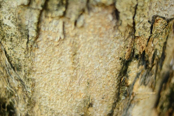 A macro shot of the stained bark on a piece of wood cut — Stock Photo, Image