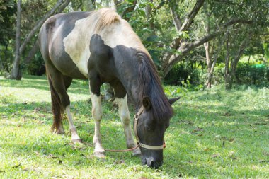 defne at otlatma portre