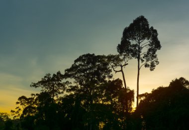 Bir orman, yatay, gündoğumu ve günbatımı, ağaçlar