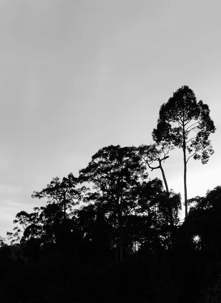 Ένα δασικό τοπίο με δέντρα και ηλιοβασίλεμα, Sunrise.Black και της Πεντηκοστής — Φωτογραφία Αρχείου