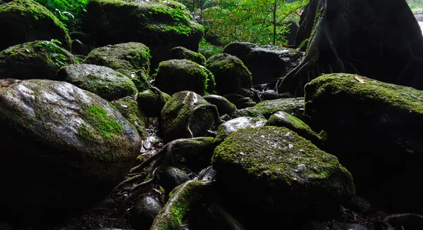 Βρύα σε βράχο στο δάσος στην Ταϊλάνδη. — Φωτογραφία Αρχείου