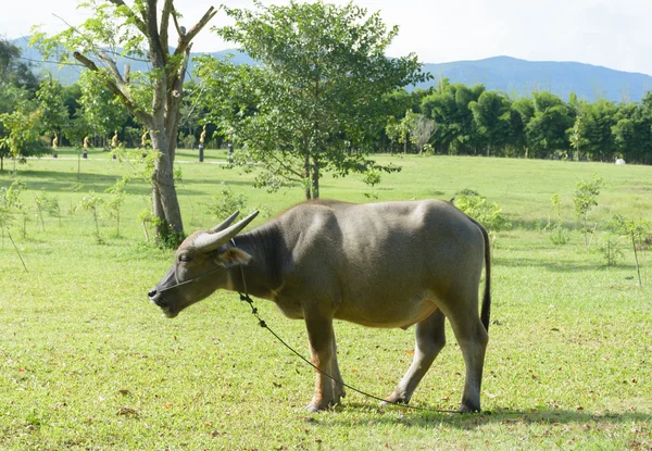 Le buffle d'eau dans la ferme par une journée ensoleillée — Photo