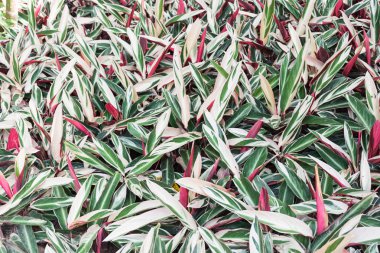 yeşil beyaz kırmızı küçük ağaç arka plan