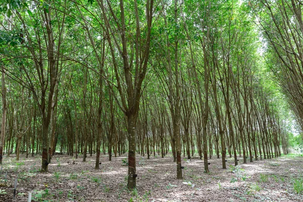 Kauçuk ağacı satır tarım, yeşil yaprakları arka plan